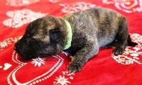 Monsieur Collier Vert