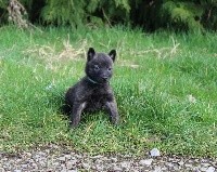 Plum des Guerriers d'Anubis