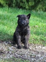 Prem des Guerriers d'Anubis