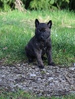 Pazlo des Guerriers d'Anubis