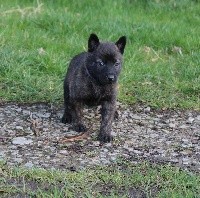 Phury des Guerriers d'Anubis