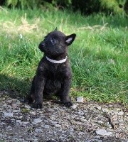 Presto des Guerriers d'Anubis