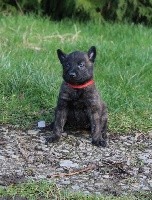 Pao des Guerriers d'Anubis