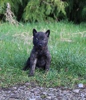 Power des Guerriers d'Anubis