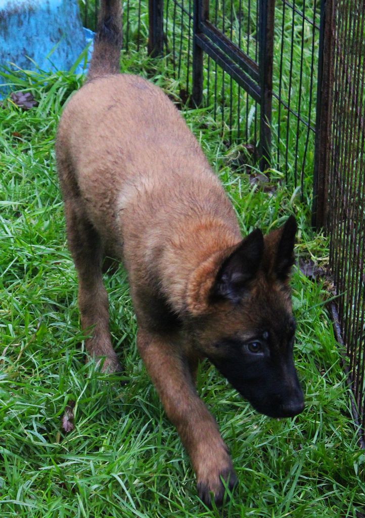 Des Guerriers d'Anubis - Chiots disponibles - Berger Belge